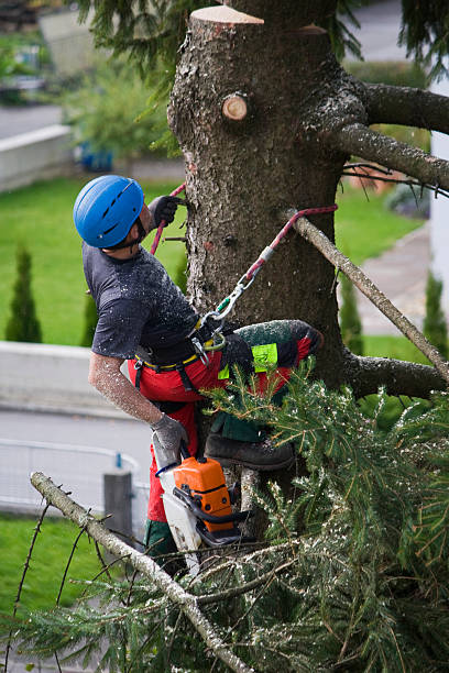 Best Lawn Maintenance Plans  in Cayuga Heights, NY