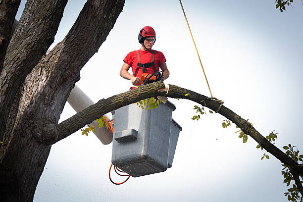 Best Tree Risk Assessment  in Cayuga Heights, NY
