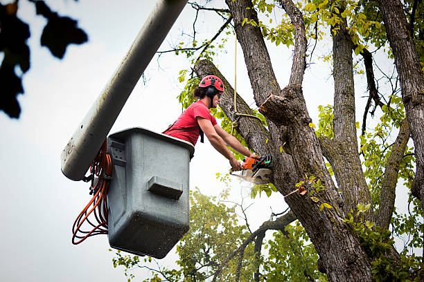 Best Tree Cabling and Bracing  in Cayuga Heights, NY